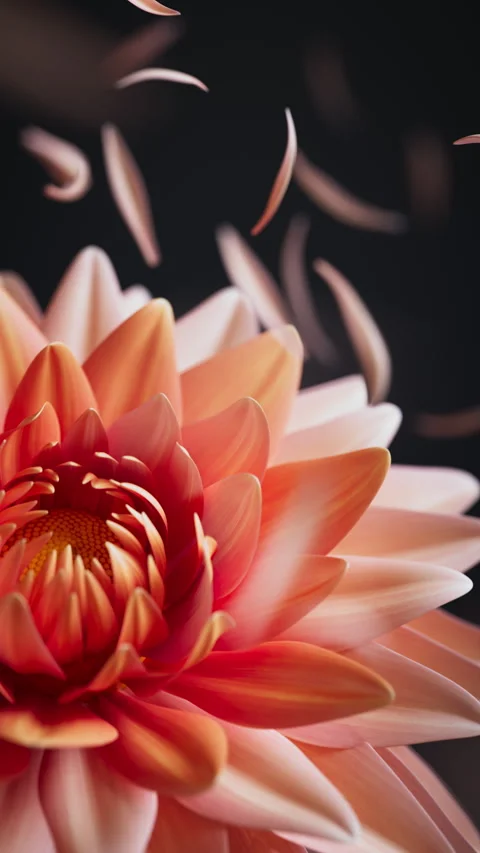 Detailed 3D loop of dahlias in wind with gentle petals. 库存影片 336448866