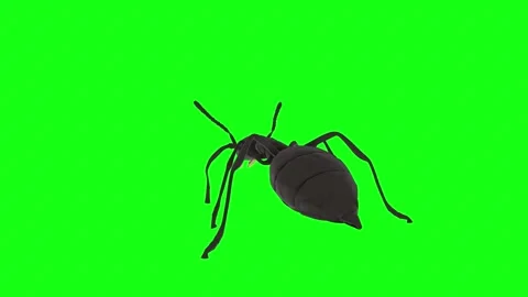 Detailed 3D rendering of an ant exploring a vibrant green environment Stock Footage 285060511