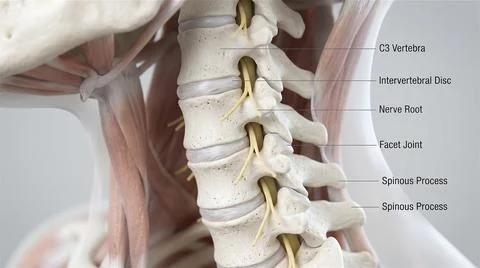 Detailed 3D rendering of human cervical spine with labeled anatomical Stock Illustration