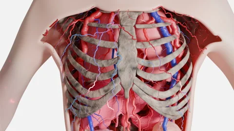 Detailed 3D rendering of human chest cavity with rib cage, circulatory system Stock Footage 325789714