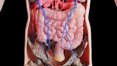Detailed 3D rendering of the human digestive system with arteries and veins Stock Footage 324796078
