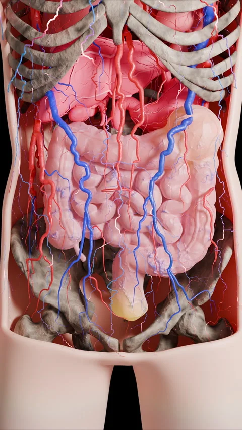 Detailed 3D rendering of the human digestive system with arteries and veins Stock Footage 324796156