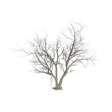 Detailed 3D rendering of a leafless tree with intricate branches Stock Photos