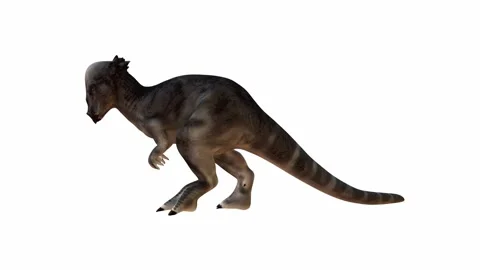 Detailed 3D rendering of a Pachycephalosaurus on White Isolated Background Stock Footage 275154520