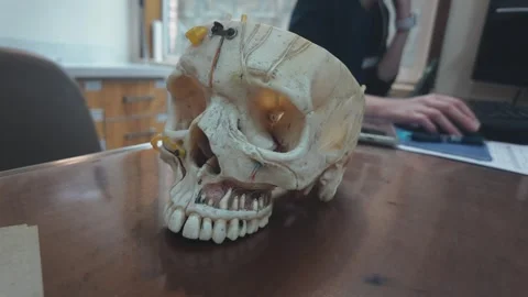Detailed anatomical model of a human skull resting on a wooden desk in a medical 스톡 동영상 328986041