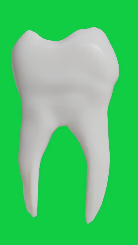 Detailed anatomical model of tooth structure showing layers, roots, and canals Stock Footage 321956088