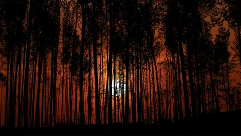 Detailed and Dense Forest Trees Silhouette Video stock 239904392