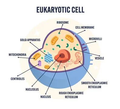 Detailed animal eukaryotic cell diagram vector with labeled organelles including Stock Illustration