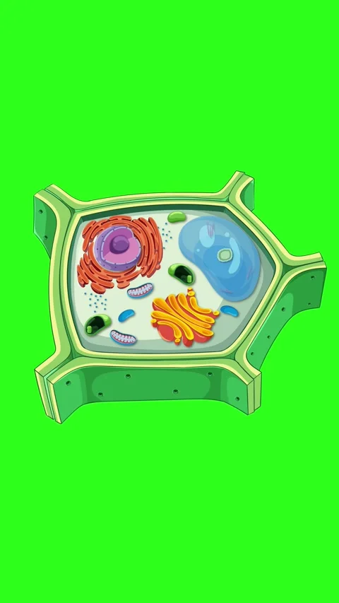 Detailed Animation of Plant Cell Structure and Function Stock Footage 312305364