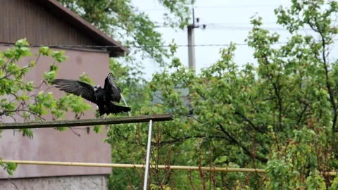 Detailed avian behavior captured during rainfall, showing the bird exercisin Видео 334778338