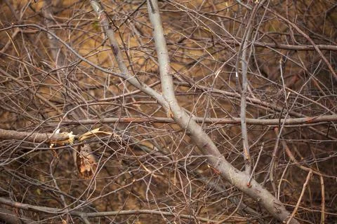 Detailed background of small dried twigs of trees Stock Photos