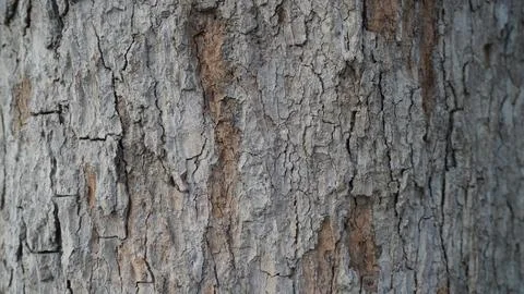 Detailed Background Texture of a Rough Grey and Brown Cracked Bark 写真素材