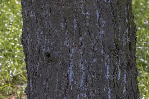 Detailed bark structure of Pinus strobus in botanical garden Stock Photos