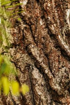 Detailed bark surface with strong texture and natural lines 库存照片