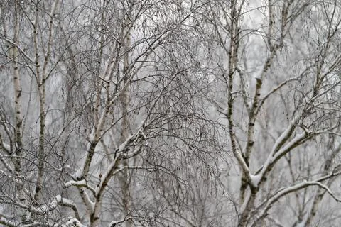 Detailed birch branch pattern with snow, repeating lines of slender limbs and Stock Photos