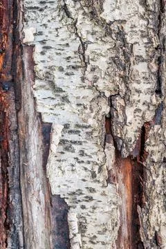 Detailed birch tree bark texture close-up Stock Photos