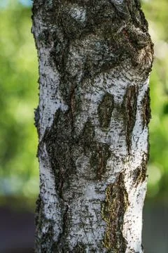 Detailed Birch Tree Bark Texture Closeup 库存照片