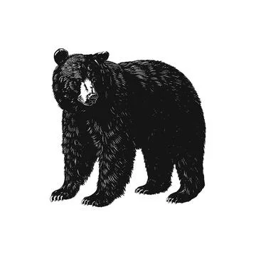 Detailed Black Bear. Vector illustration design. Stock Illustration