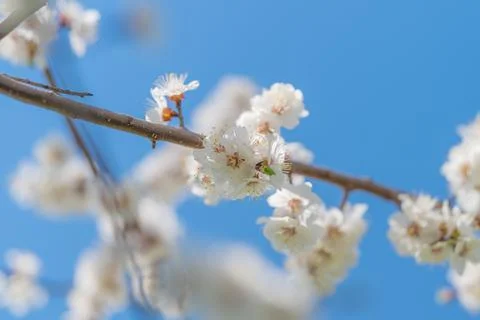 Detailed bloom against bright background. Sharp closeup of vibrant blue flowe Stock Photos
