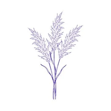 Detailed blue line of a bundle of pampas grass plumes, featuring delicate t.. Illustrazione stock