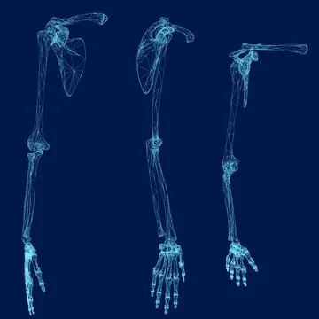 Detailed blue wireframe human skeleton bone hands set. Vector illustration Stock Illustration