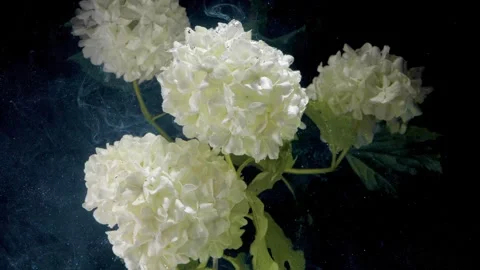 Detailed botanical image showcasing hydrangea blossoms and foliage Stock Footage 332414059