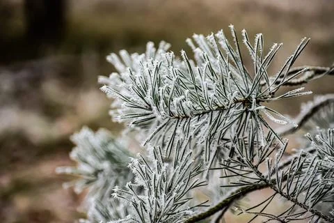 Detailed branch with textured elements on a soft blurred background Stock Photos