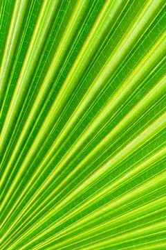 Detailed Cabbage Palm Leaf Texture Stock Photos