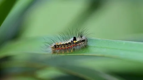 Detailed caterpillar macro showing texture hairs and body patterns Stock Footage 334639048