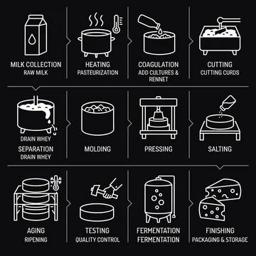 Detailed cheese making process infographic with 8 steps: milk collection, h.. Stock Illustration