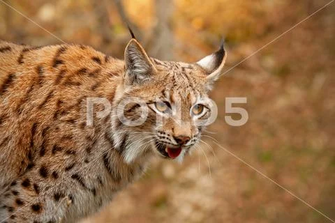 Detailed close-up of adult Eurasian lynx in autumn forest Stock Photos