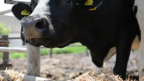A detailed close-up of a black cow's face and head 库存影片 278404754