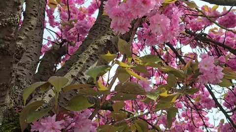 Detailed Close-Up of Blooming Sakura on Tree Trunk Stock Footage 341964623