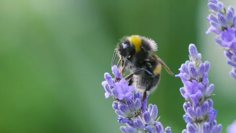 Detailed Close-up of Bumble Bee Stood on Top of and Pollinating Lavender Plant. Stock Footage 342273934