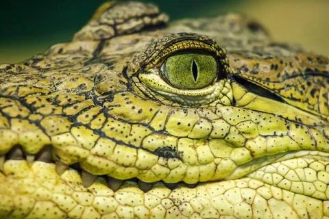 Detailed close-up of a caimans face with sharp teeth, textured skin, and Stockfoto's