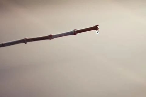 Detailed close-up capture of a single clear water droplet hanging from a twig Stock Photos
