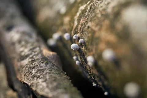 Detailed close-up capture of split gill fungi growing on decaying autumn tr.. Stock Photos