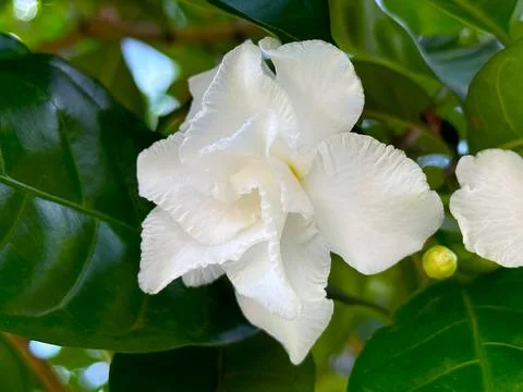 A detailed close up captures a pristine white gardenia in full bloom. The del Stock Photos