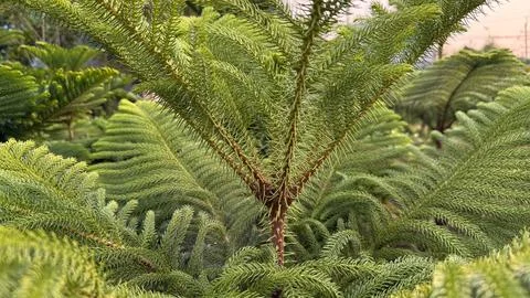 A detailed close-up captures the unique texture and structure of Norfolk Isla 스톡 사진