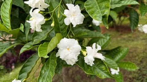 Detailed close-up capturing multiple white crape jasmine flowers in full bloo 写真素材