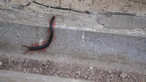 Detailed close-up of a centipede crawling on a textured concrete surface Stock Footage 334163428