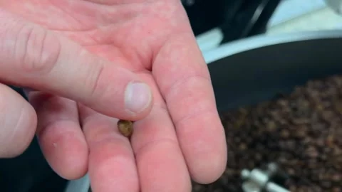 Detailed Close Up of Coffee Roaster Operator Hand Holding Defective and Qua.. 스톡 동영상 332155572