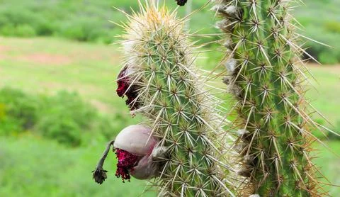 Detailed close-up of a columnar cactus with sharp spines and ripe, bursting.. Stock Photos