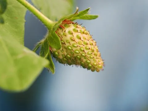 Detailed close-up of a developing strawberry fruit still unripe showing the Foto stock