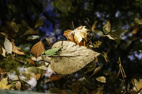 Detailed Close-Up of Floating Fall Leaves Fotos de archivo