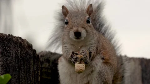 A detailed close-up of an gray squirrel eating a peanut, then looking at camera Stock Footage 264182507