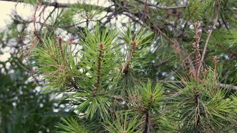 Detailed Close-Up Of Green Pine Tree Needles And Branches. Some Dry Brown Needle 스톡 동영상 328646941