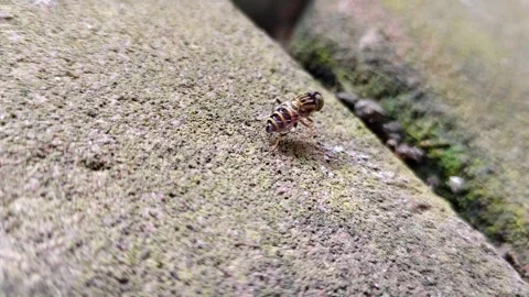 A detailed close-up image showing a bee perched on a mossy surface Stock Footage 304255397