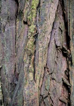 A detailed close up image of a tree trunk with moss growing on it Stock Photos