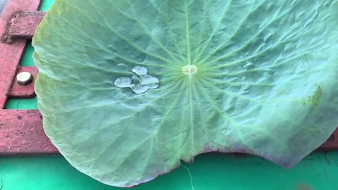 A detailed close-up of a large green leaf displaying a water droplet Stock Footage 314858786